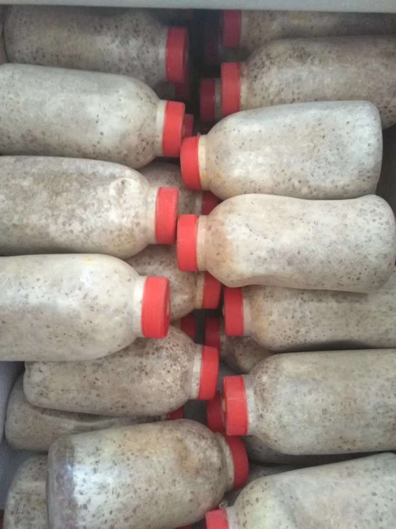 羊肚菌原种二级种提供技术指导