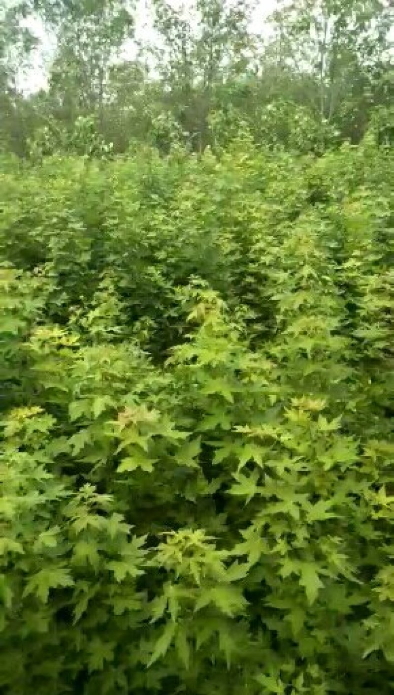 五角枫小苗规格齐全量大从优一手货源基地直发可视频看货