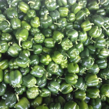 各种辣椒甜椒豆角茄子
