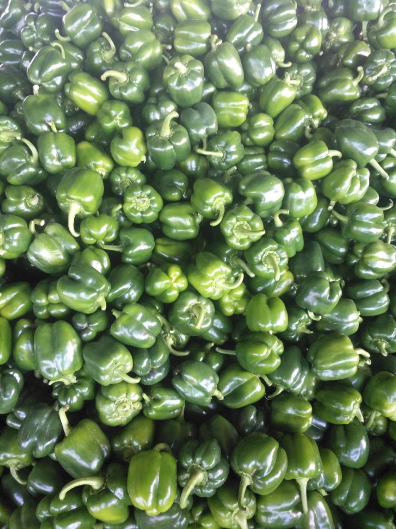 各种辣椒甜椒豆角茄子