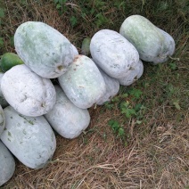 小白冬瓜