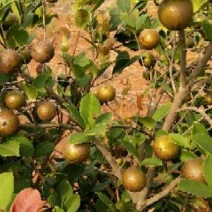 高山农家茶子油