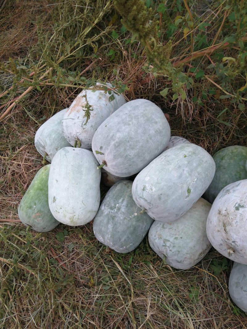 小白冬瓜