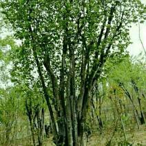 枣庄市峄城区供应20一80公分木瓜树，价格。