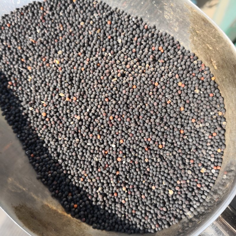 王不留行河北干货2斤起包邮量大从优