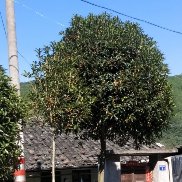 福建丹桂状元红桂花苗