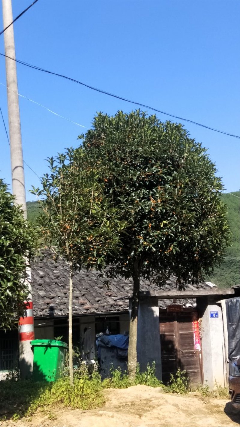 福建丹桂状元红桂花苗