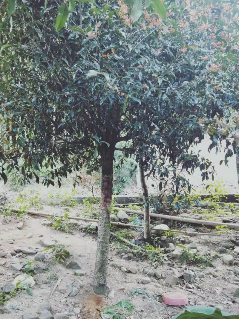 福建丹桂状元红桂花苗