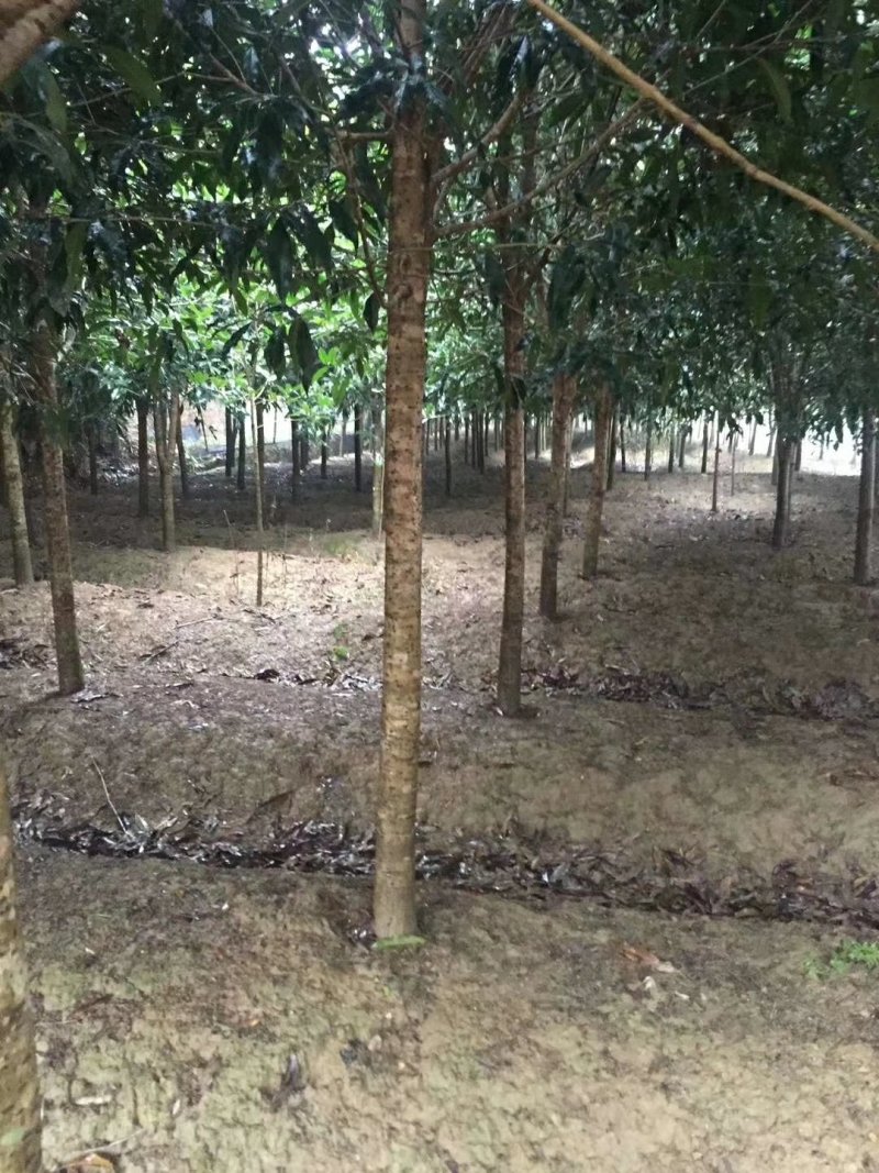 福建丹桂状元红桂花苗
