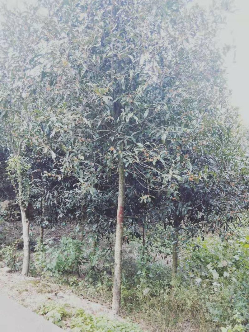 福建丹桂状元红桂花苗