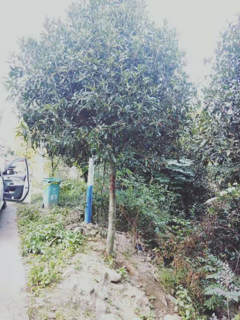 福建丹桂状元红桂花苗