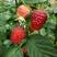 树莓苗双季树莓苗红树莓苗新品种适合南北方大面积种植