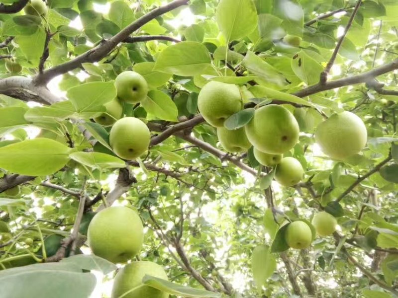 绿宝石梨树秋月梨苗品种丰富规格齐全基地直销一手苗圃