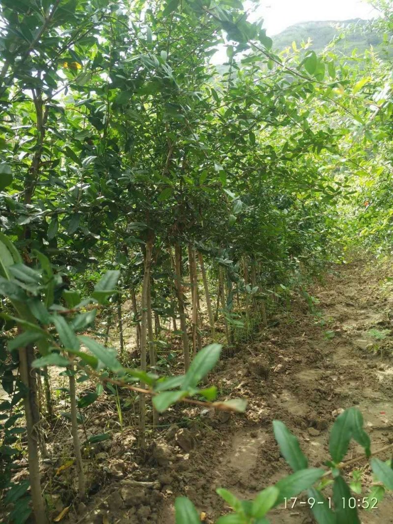 突尼斯软籽石榴