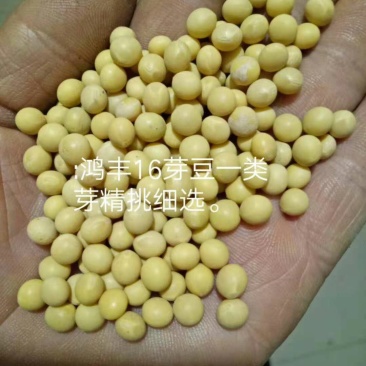 各种黄豆