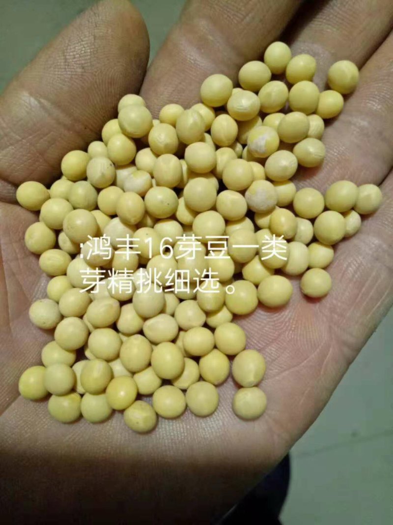 各种黄豆