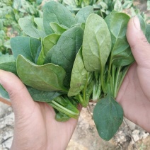 苏北精品黑圆叶菠菜大量上市，欢迎客商前来选购！