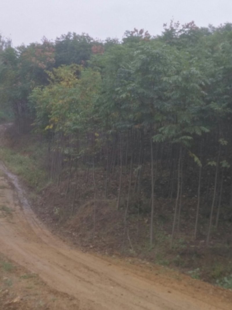 黄山栾树
