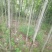 黄山栾树