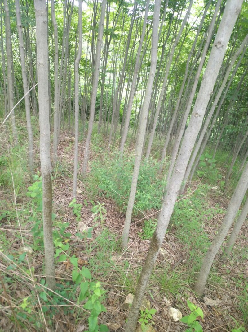 黄山栾树
