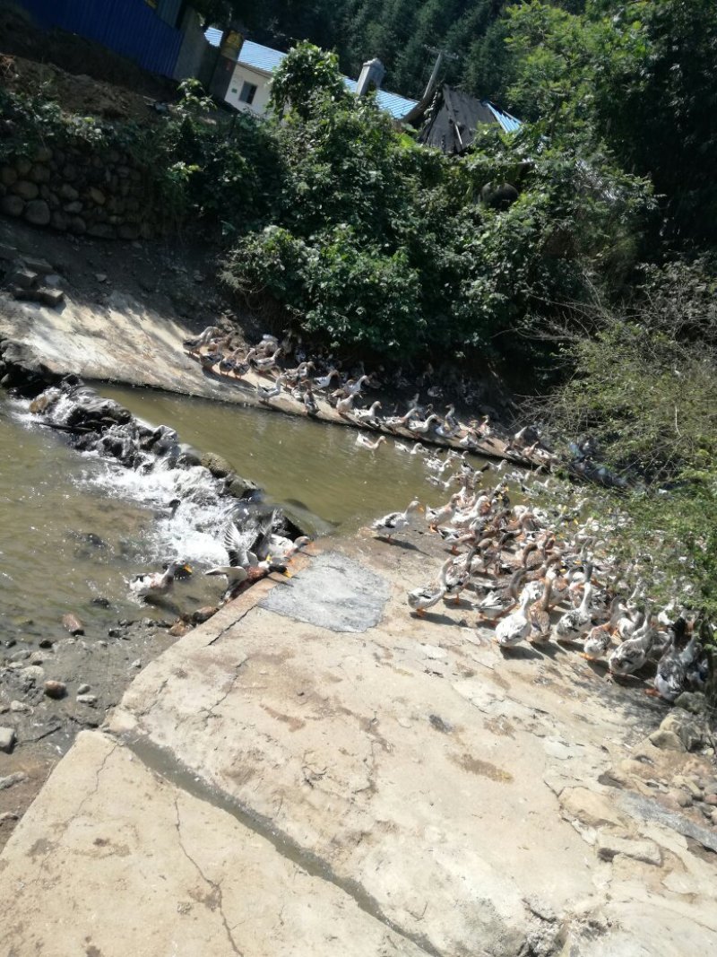 广西贺州八步温泉之乡清水鸭