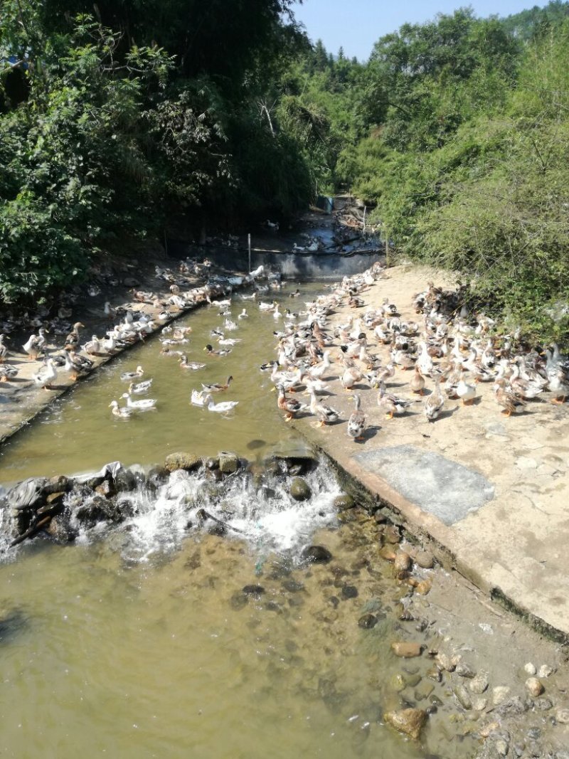广西贺州八步温泉之乡清水鸭