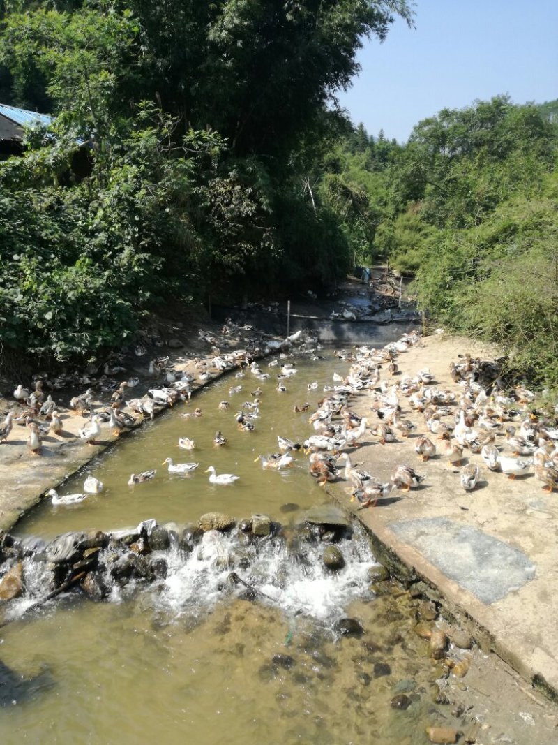 广西贺州八步温泉之乡清水鸭