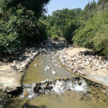广西贺州八步温泉之乡清水鸭
