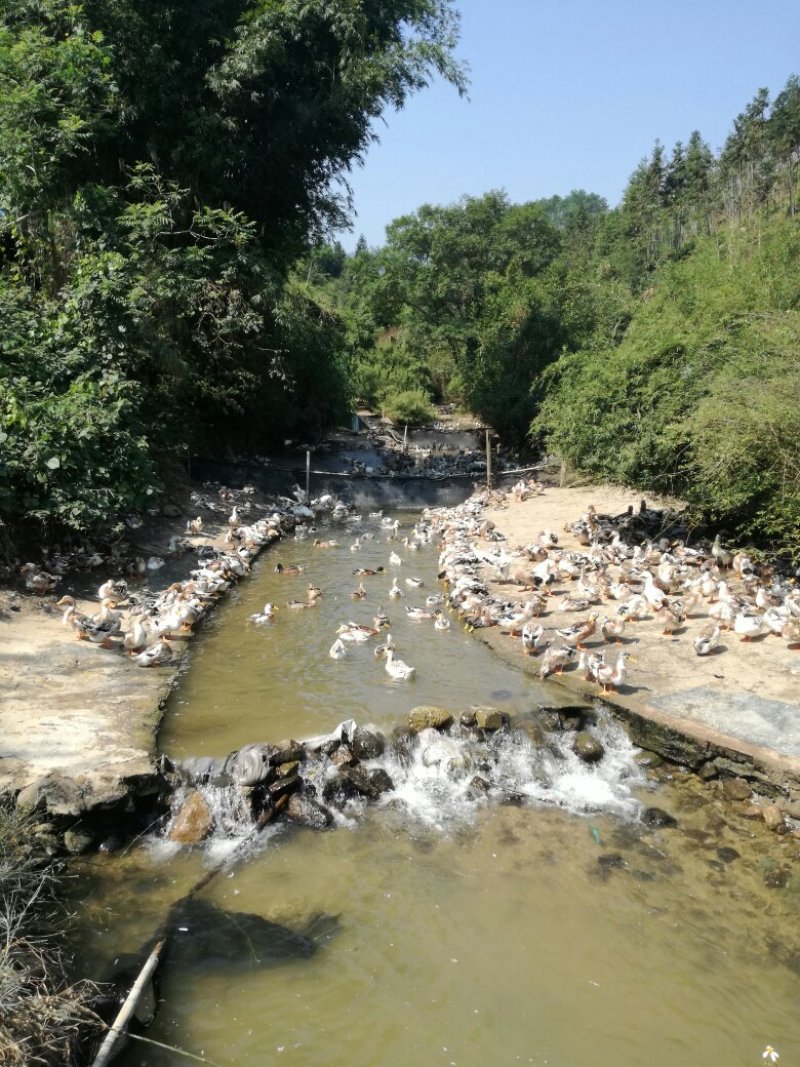广西贺州八步温泉之乡清水鸭