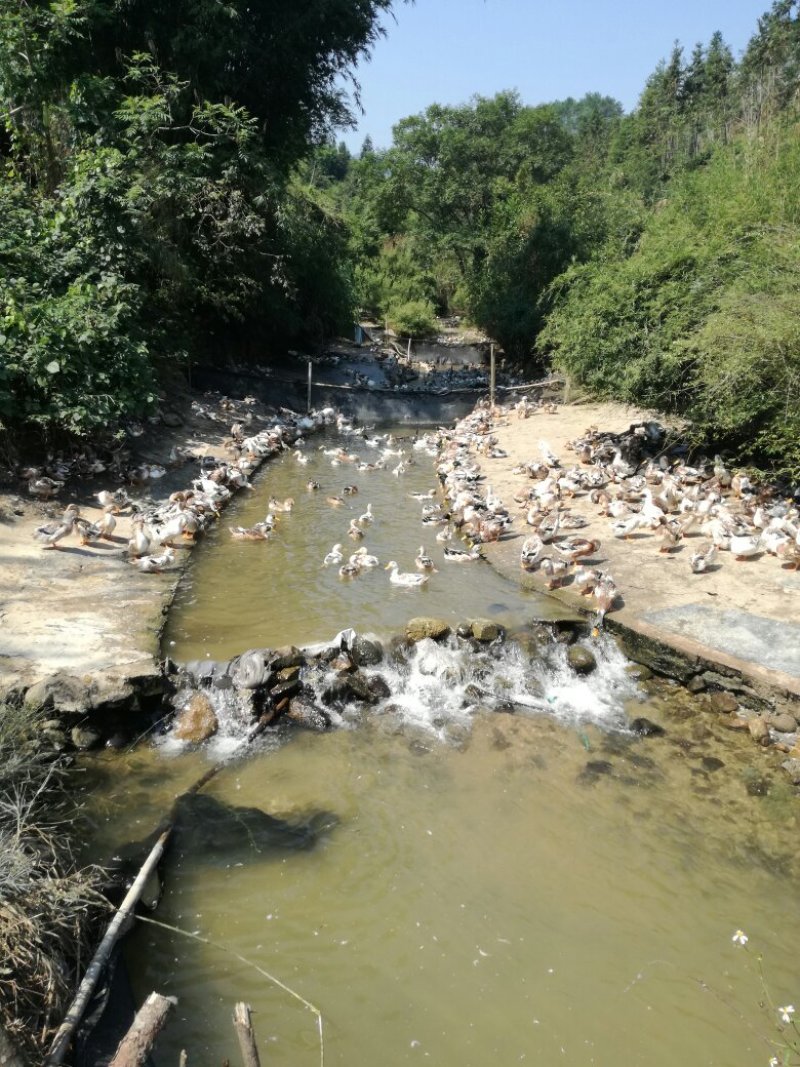 广西贺州八步温泉之乡清水鸭