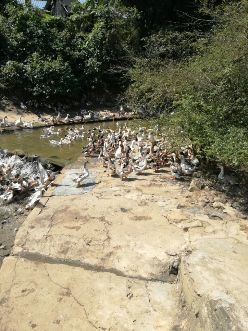 广西贺州八步温泉之乡清水鸭