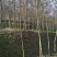 黄山栾树