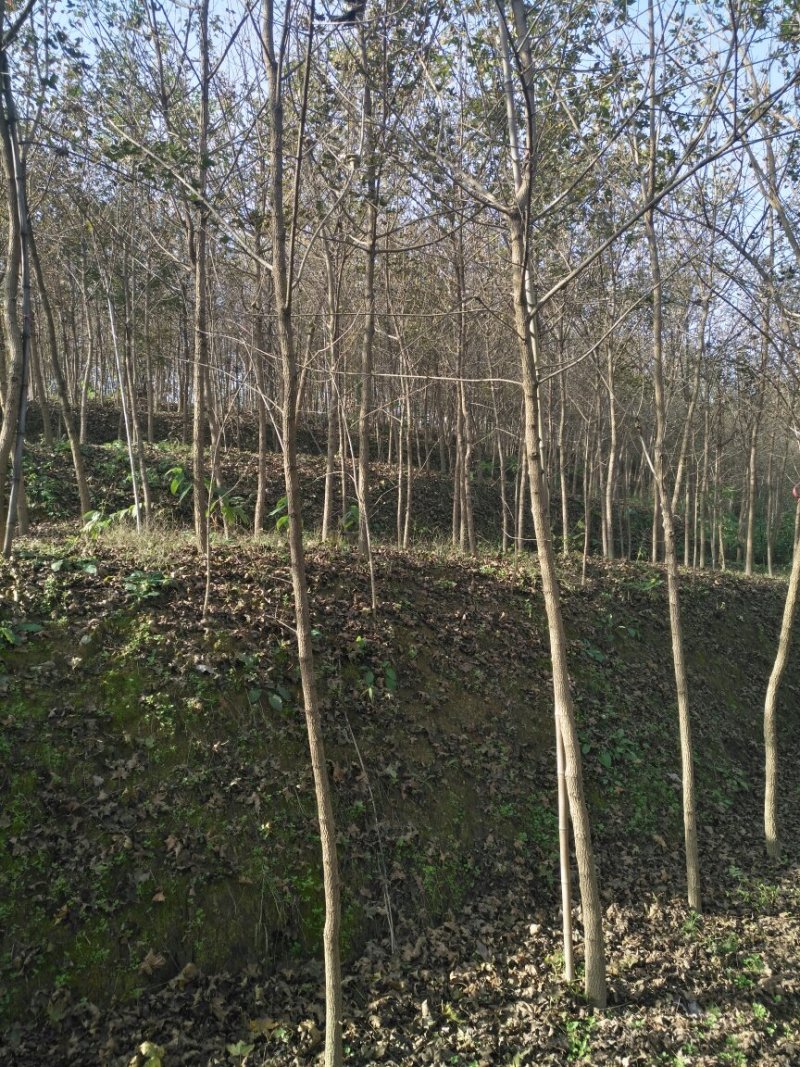 黄山栾树