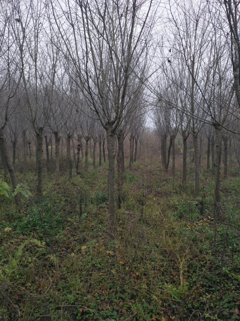 黄山栾树