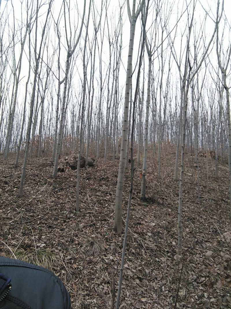 黄山栾树