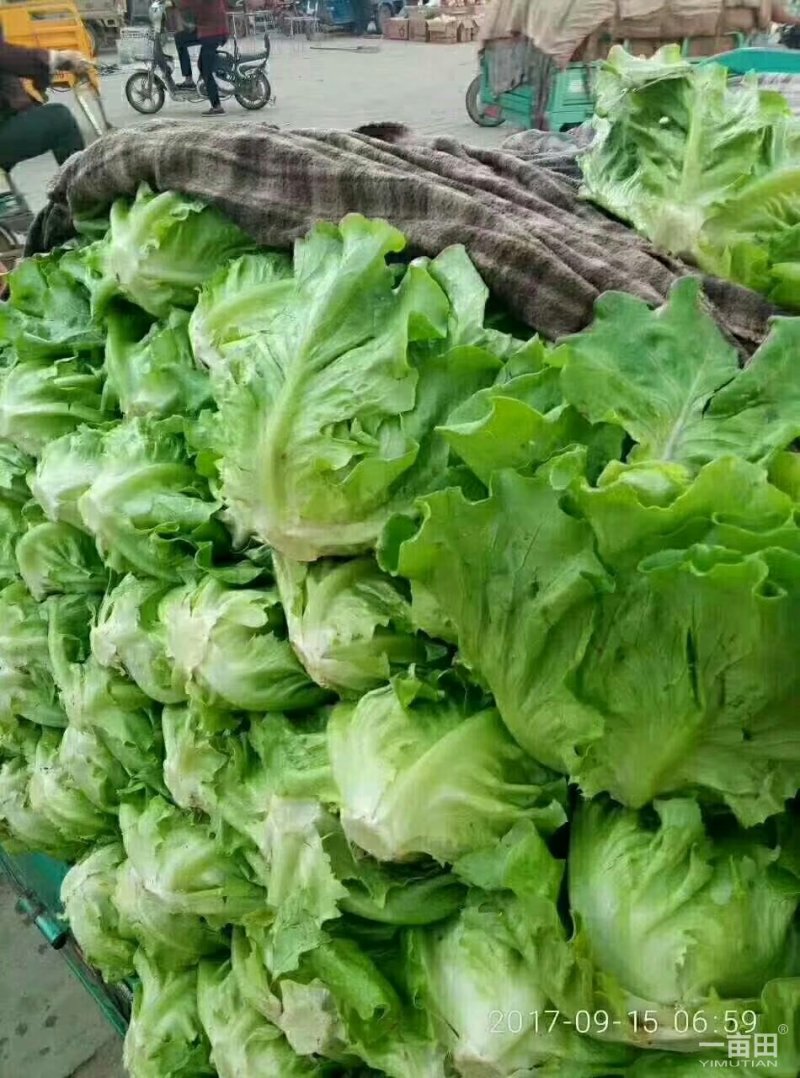 意大利和菊花菜