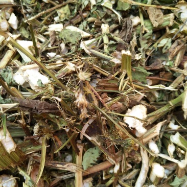 野生鬼针草干货无霉无虫