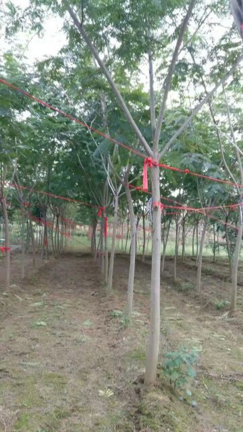 【合欢苗圃直供】5-20公分合欢树合欢一亩田优质