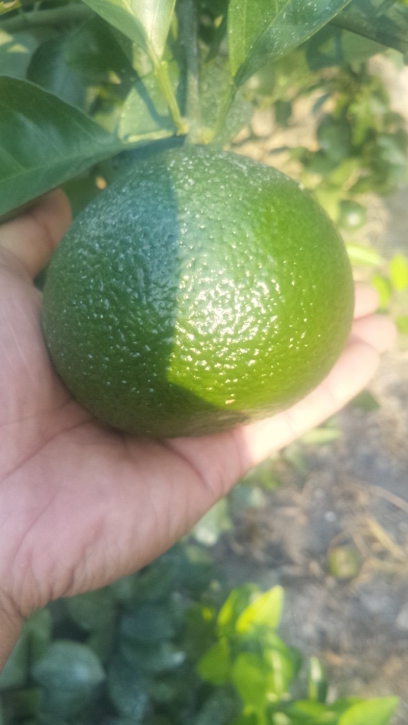 橘柚