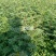 花椒苗，优质大红袍花椒苗，规格0.5-1公分