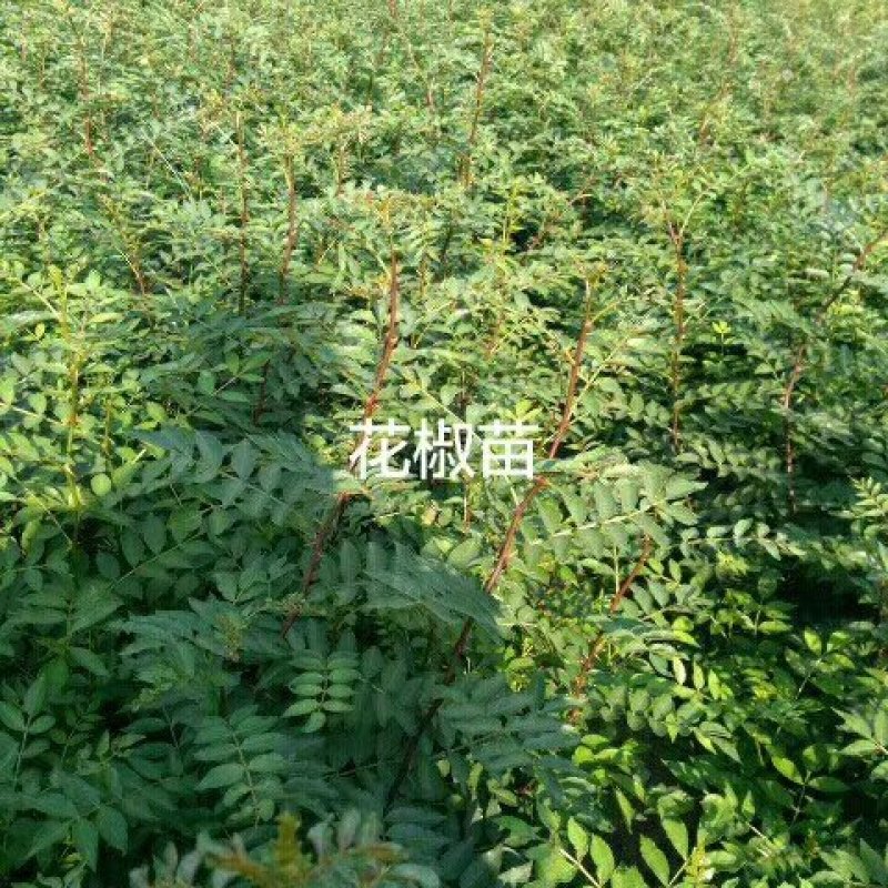 花椒苗，优质大红袍花椒苗，规格0.5-1公分
