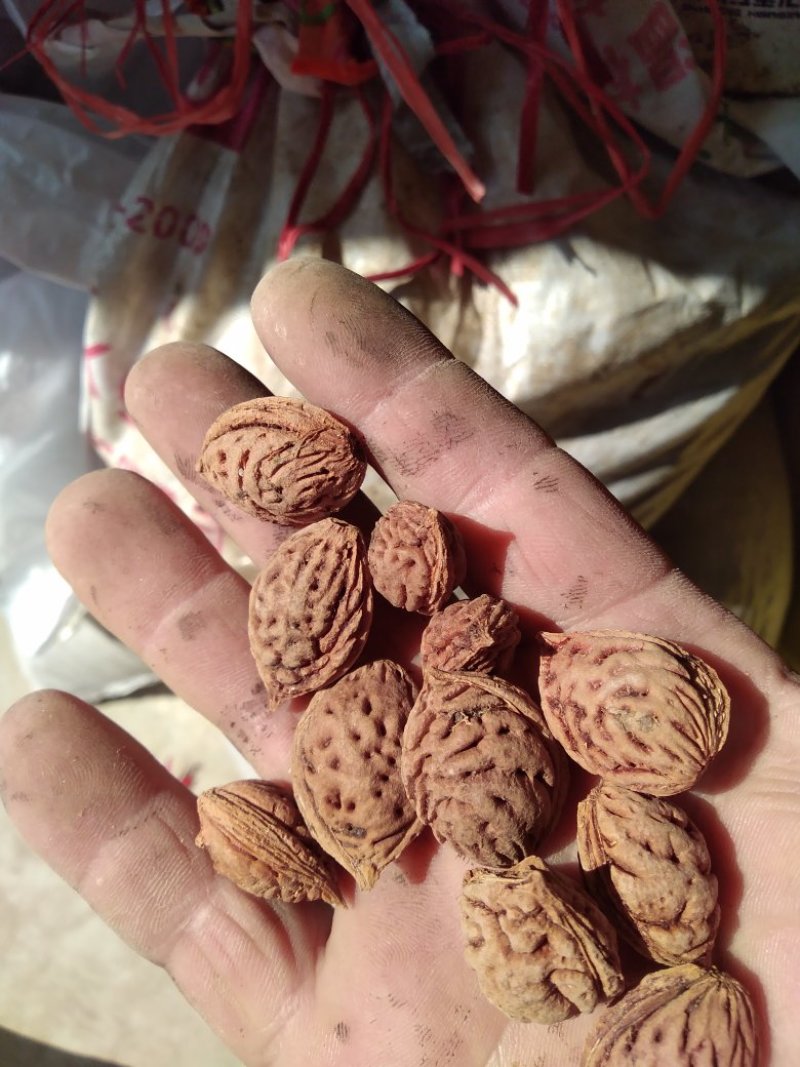 毛桃树种子