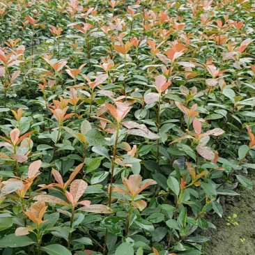 红叶石楠仔苗红叶石楠基地