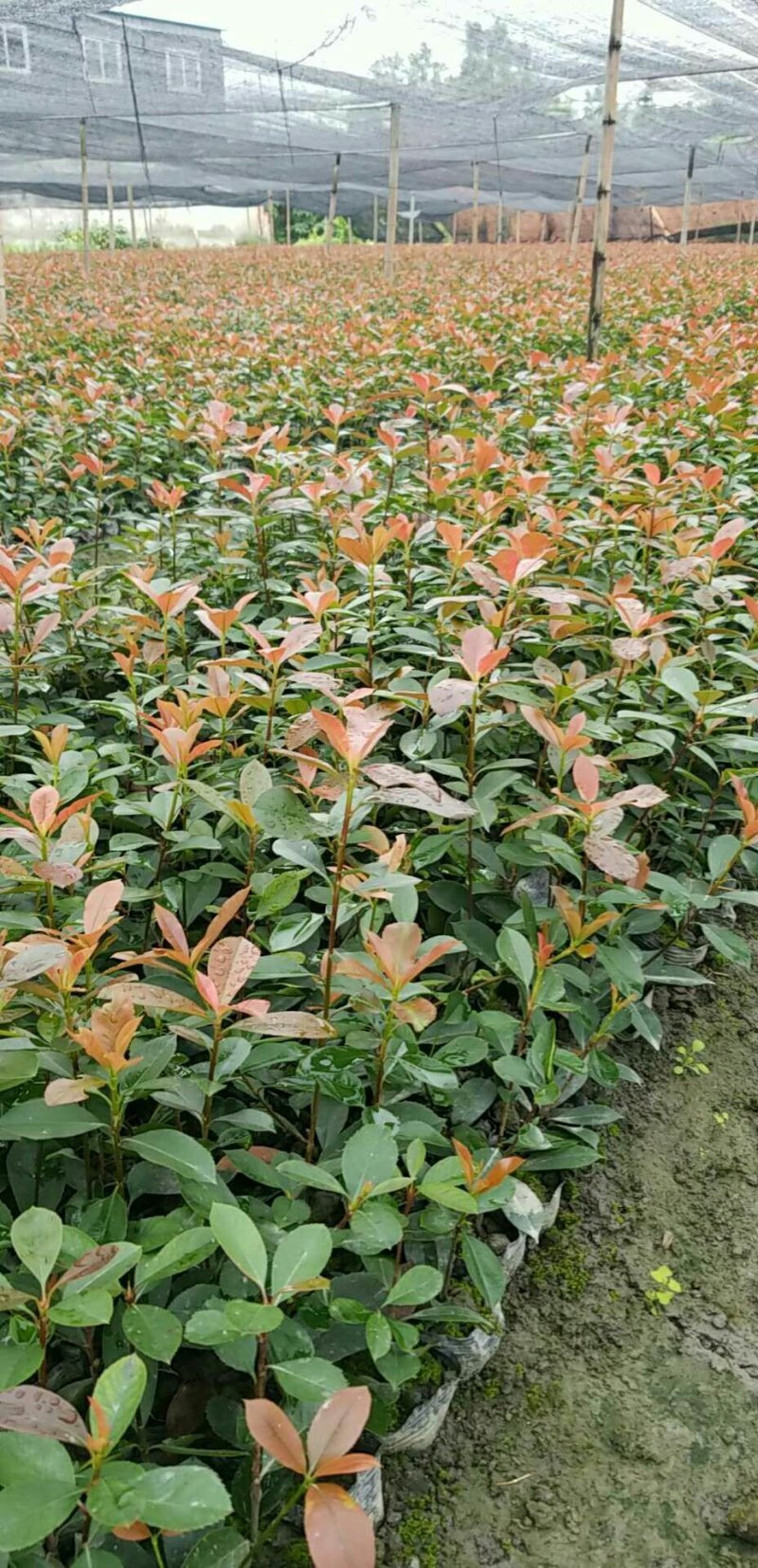 红叶石楠仔苗红叶石楠基地