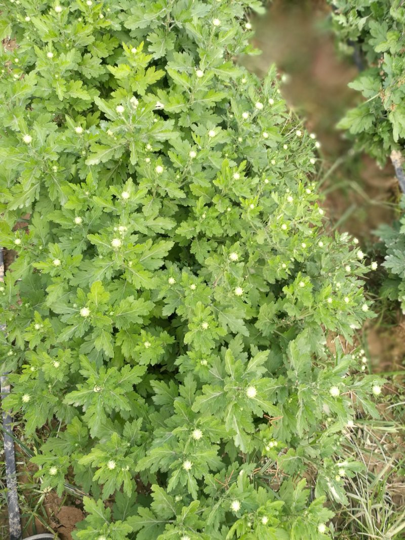 菊花，26硬盆