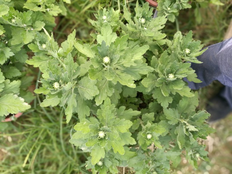 菊花，26硬盆