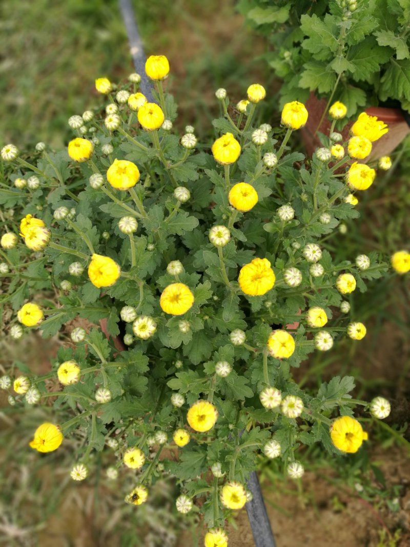 菊花，26硬盆