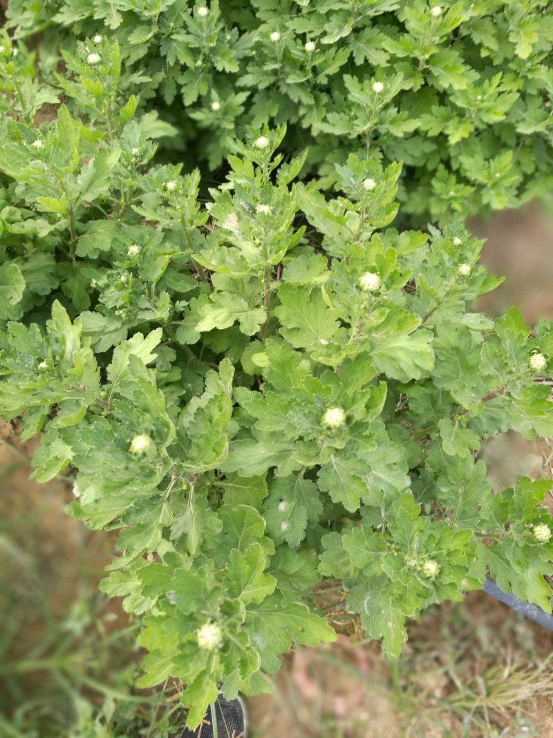 菊花，26硬盆