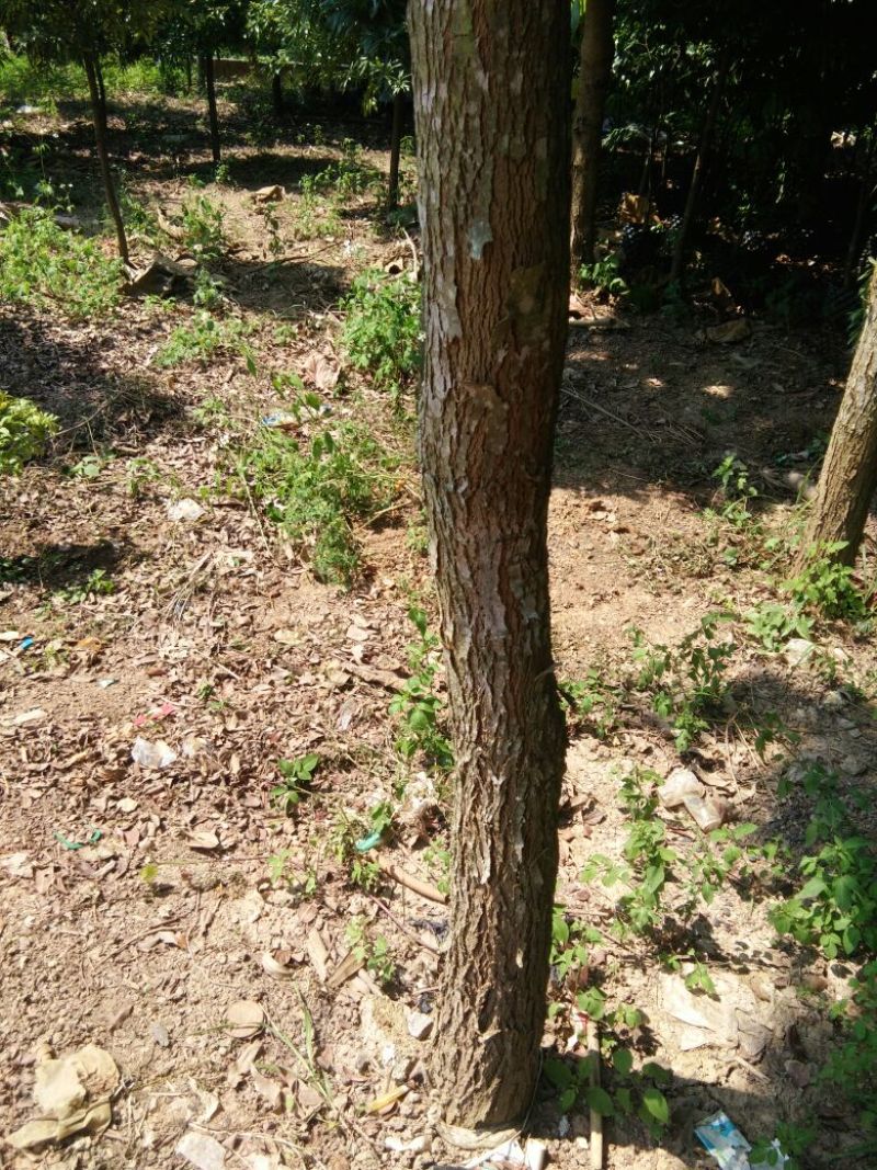 小叶桢楠5m以上
