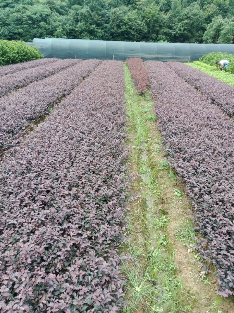 俩年生红花檵木小苗，红侄木小苗